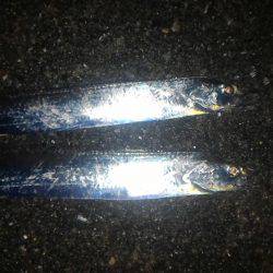 ワインドで太刀魚